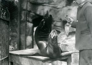 1921年7月、ロンドン動物園で飼育されているカリフォルニアアシカ 作： Frederick William Bond